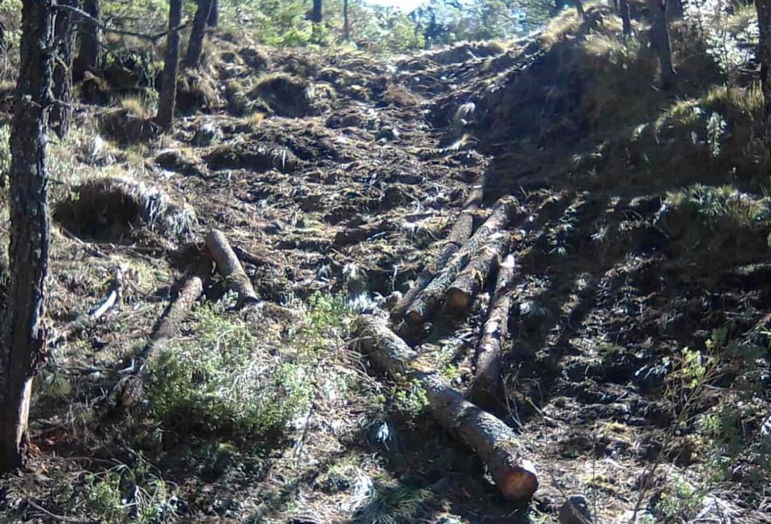 Veracruzanos protegen a depredadores del Pico de Orizaba