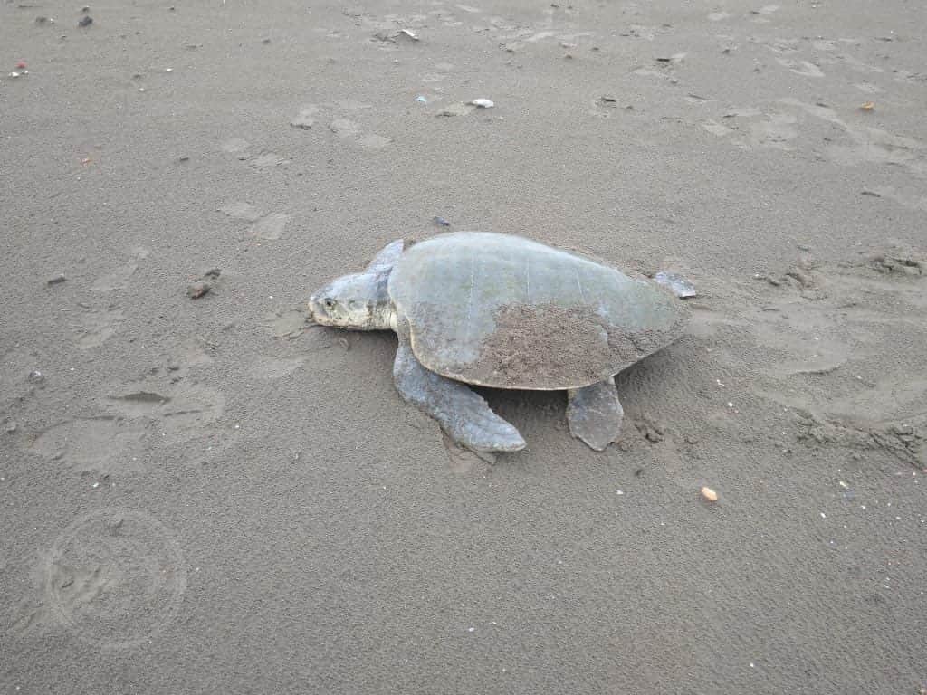 Tortugas dejan de anidar en Veracruz ante fuerte calor: PNSAV