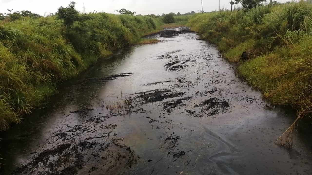 Lluvias arrastran lirio contaminado de crudo al río Coatzacoalcos