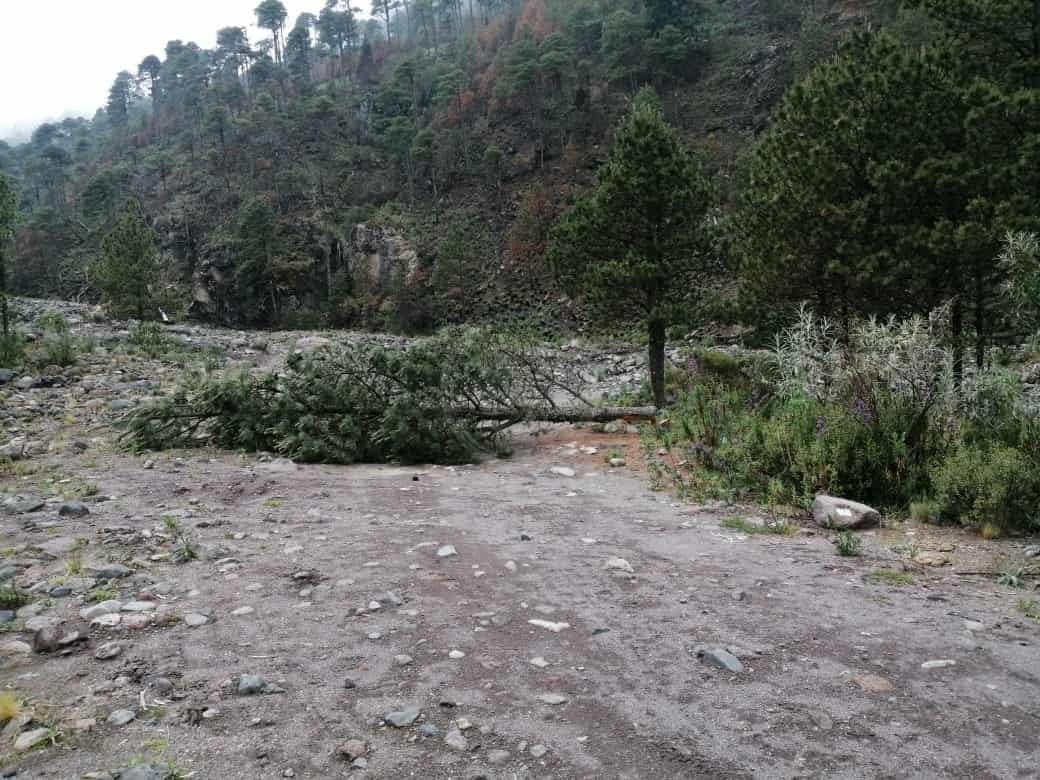 Por cambio climático, plagas devastan Parque Nacional Pico de Orizaba