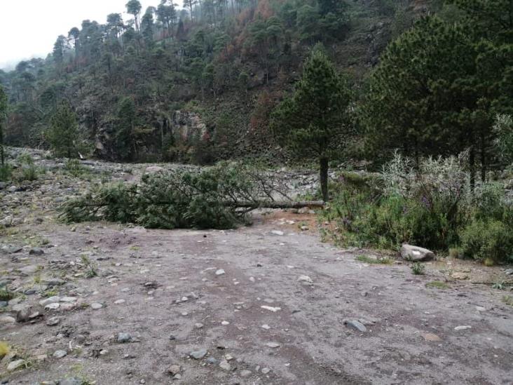 Talamontes depredan centro de Veracruz ante nula vigilancia