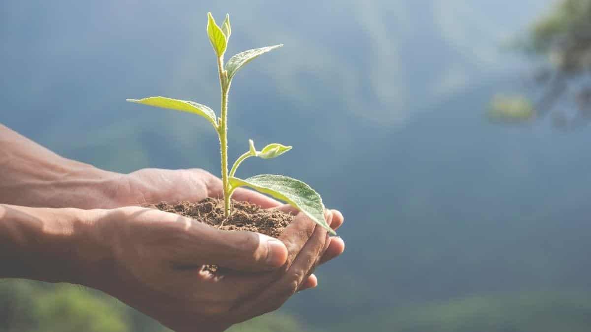 Fondo Mundial para Medio Ambiente aprobó cuatro proyectos para México