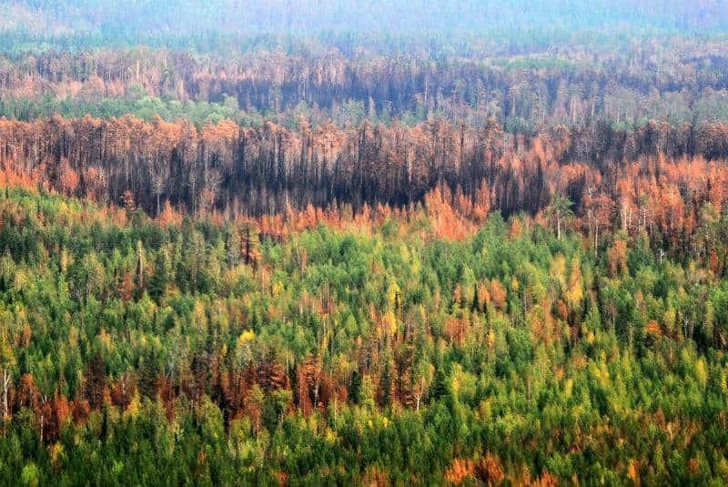 El cambio climático devasta a Siberia