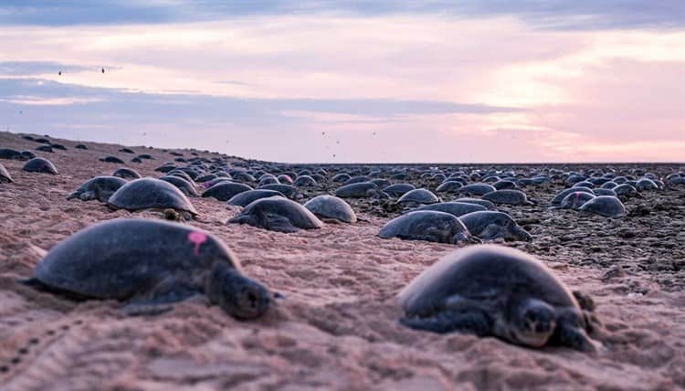 Captan a más de 60 mil tortugas nadando juntas en el mar