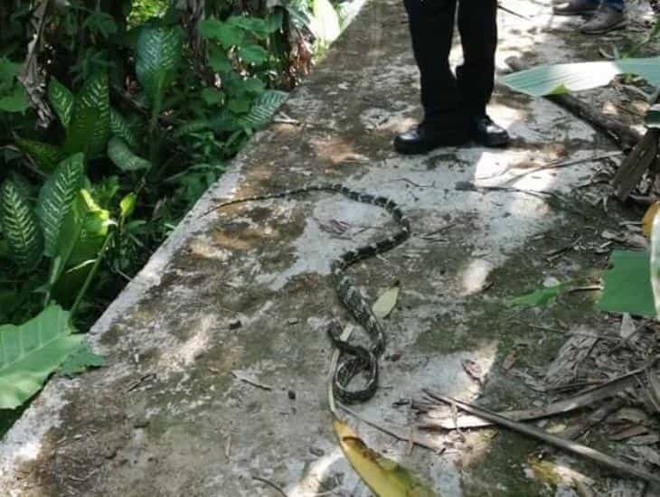 Serpiente asusta a una abuelita en vivienda de Soconusco