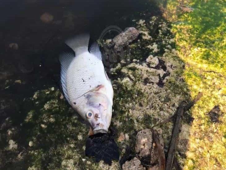 Mortandad de peces en laguna colindante con basurero de Allende