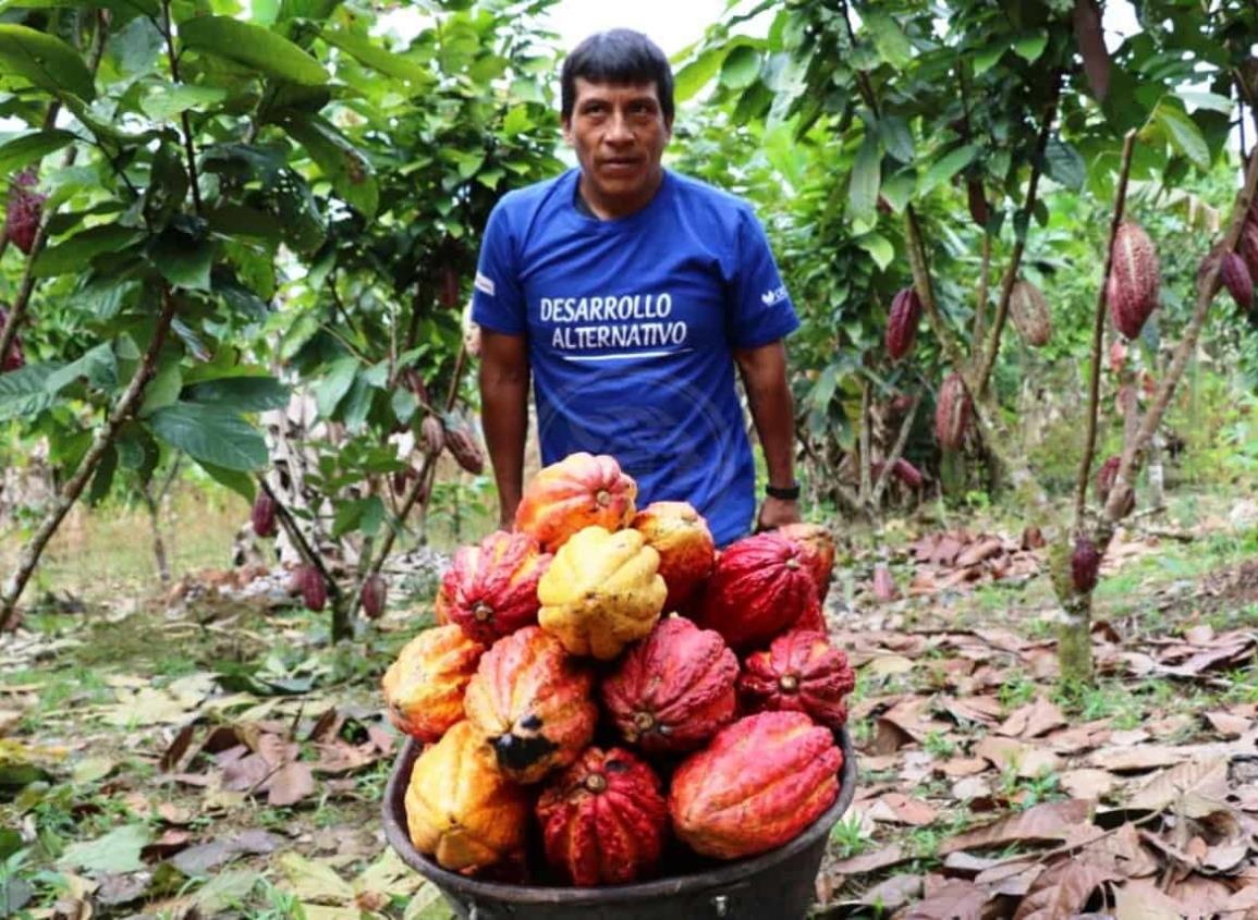 Campesinos de Mecayapan buscan mercado para la venta de Cacao