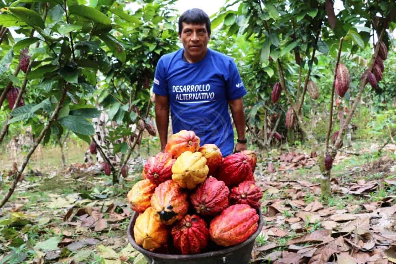 Campesinos de Mecayapan buscan mercado para la venta de Cacao