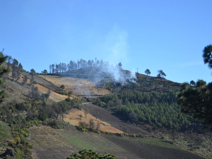 IP sembrará 10 mil árboles en el Pico de Orizaba