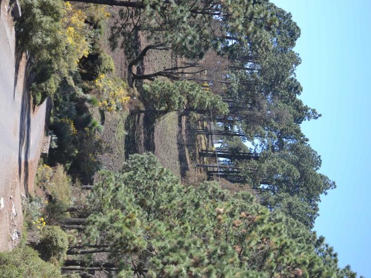 IP sembrará 10 mil árboles en el Pico de Orizaba