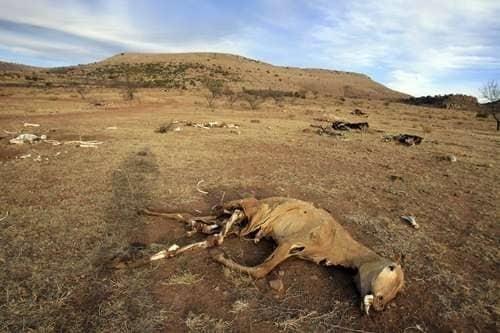 Sequías se intensificarán en México, alerta FAO