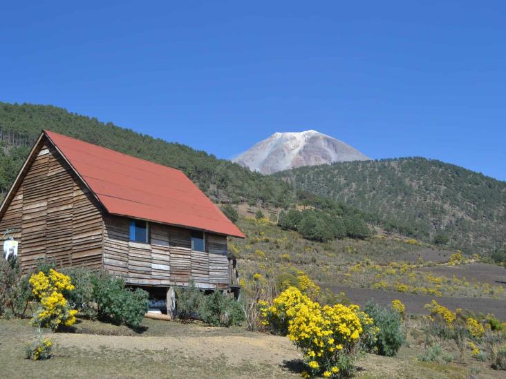 IP sembrará 10 mil árboles en el Pico de Orizaba