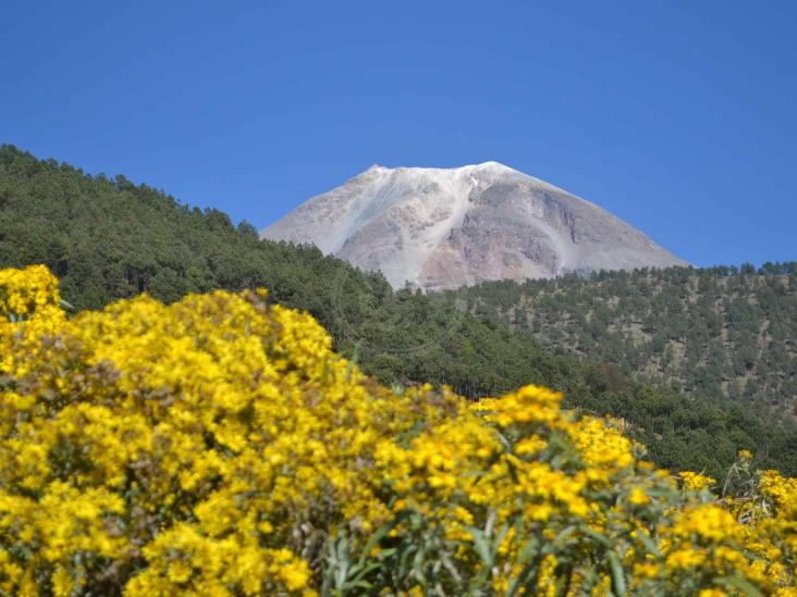 IP sembrará 10 mil árboles en el Pico de Orizaba