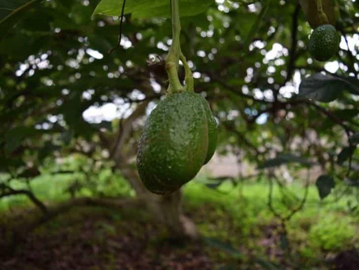 Veracruz podría convertirse en importante productor de aguacate