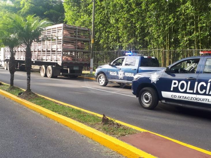 Frustra la SSP robo de tráiler con cerdos en Ixtaczoquitlán