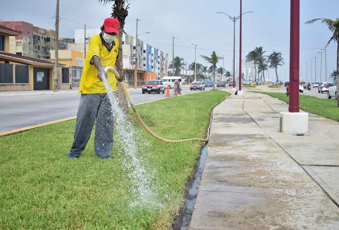 Dan mantenimiento al pasto del camellón central del Malecón