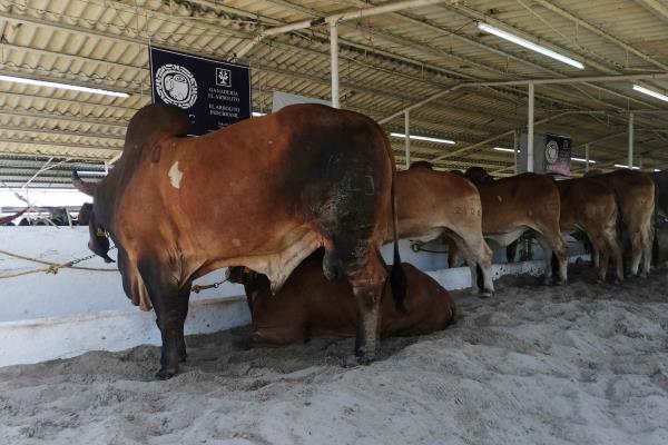 Cancelan Expo Feria Ganadera de Tuxpan 2020; consideran reprogramarla