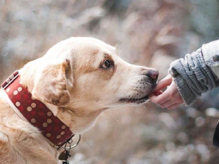 Poco interés entre veracruzanos por rescatar a animales víctimas de maltrato