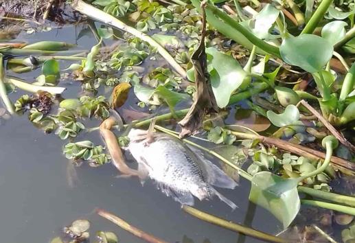 Evidencian mortandad de peces en el río Coatzacoalcos