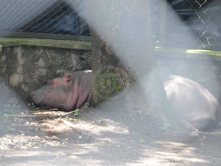 Hipopótamo y león, nuevos atractivos en paseo del Río Orizaba