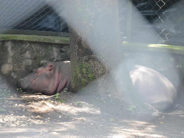 Hipopótamo y león, nuevos atractivos en paseo del Río Orizaba