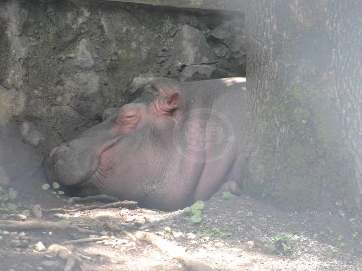 Hipopótamo y león, nuevos atractivos en paseo del Río Orizaba