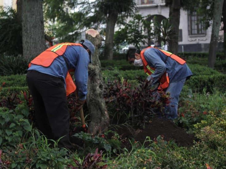 Ayuntamiento de Xalapa inicia reforestación en la ciudad