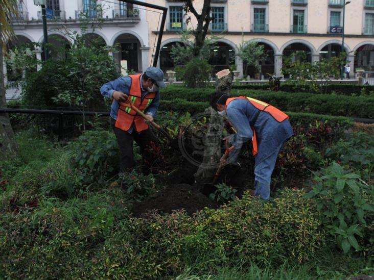 Ayuntamiento de Xalapa inicia reforestación en la ciudad