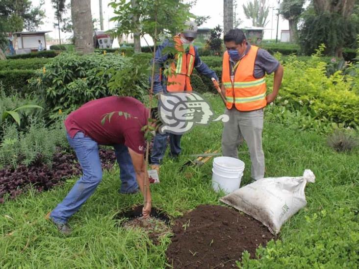 Ayuntamiento de Xalapa inicia reforestación en la ciudad