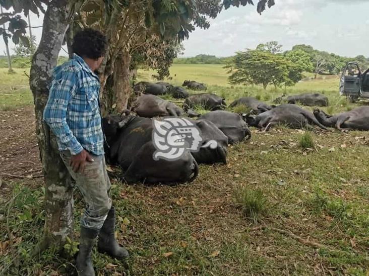 Cae cable de alta tensión y mata a 20 búfalos en Las Choapas