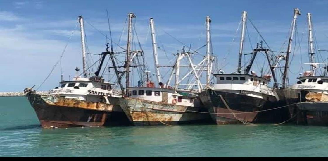 Busca México evitar embargo pesquero en hábitat de vaquita marina