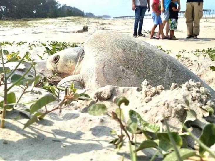 Creció anidación y liberación de tortugas este 2020 en Tuxpan