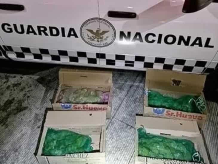 Rescatan a 60 ejemplares de loros transportados ilegalmente a Puebla