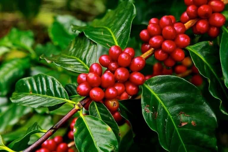 El calentamiento global pone en jaque a la planta del café
