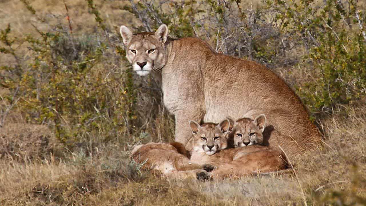 Reportan en Sonora que puma fue víctima de maltrato animal