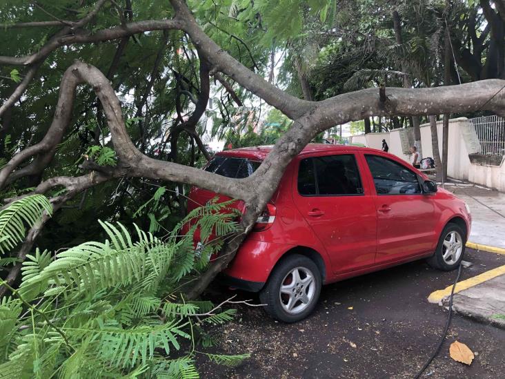 Cae árbol sobre vialidad en calles de Veracruz