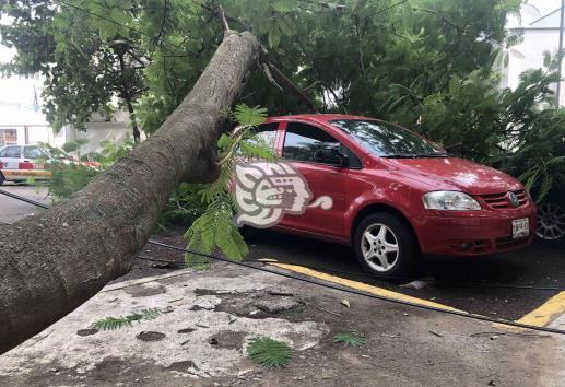 Cae árbol sobre vialidad en calles de Veracruz