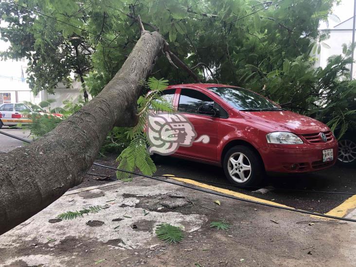 Cae árbol sobre vialidad en calles de Veracruz