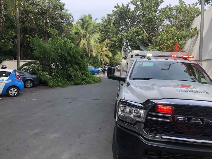 Cae árbol sobre vialidad en calles de Veracruz