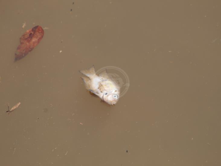 Sin control el derrame de crudo en arroyo de Las Choapas