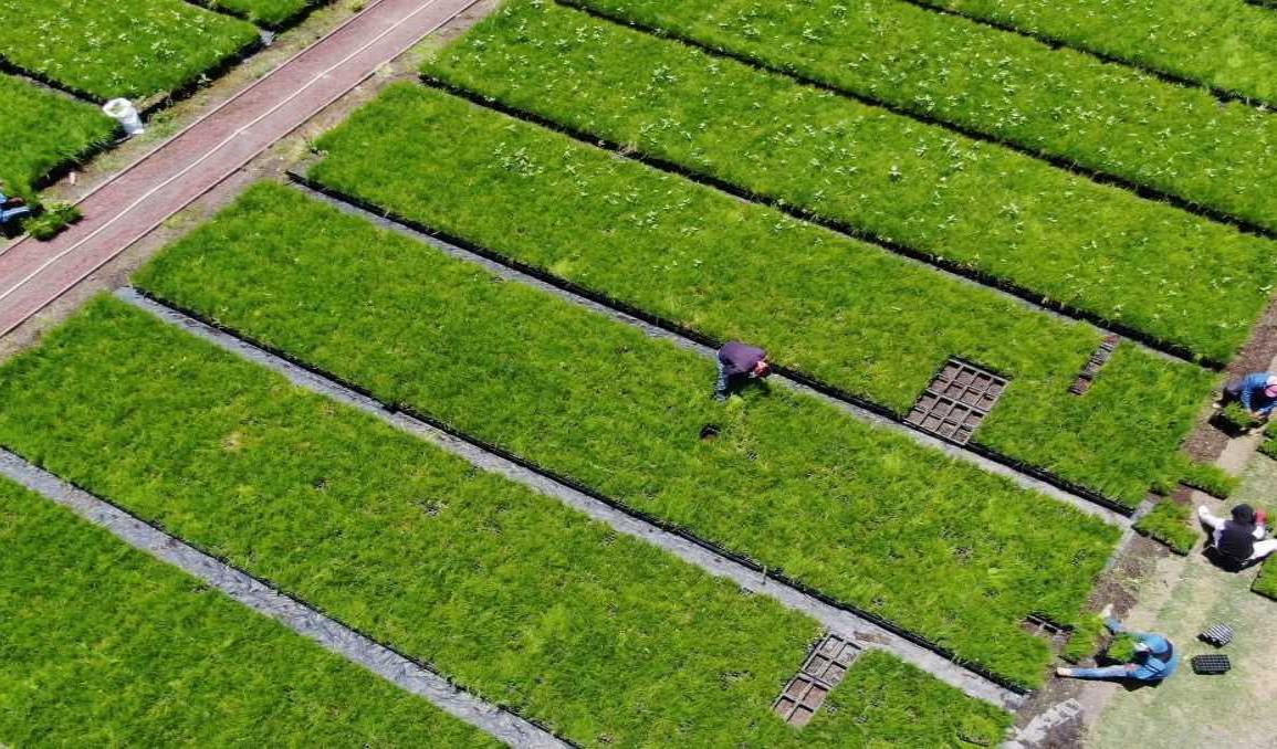 Se han plantado 10 millones de árboles y plantas en CDMX