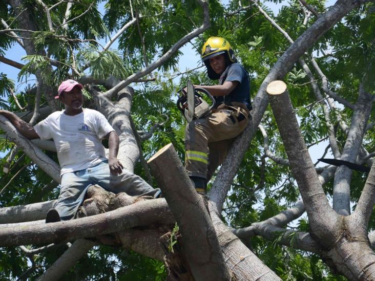 Lluvias en puerto de Veracruz deja como saldo un árbol caído y varios daños