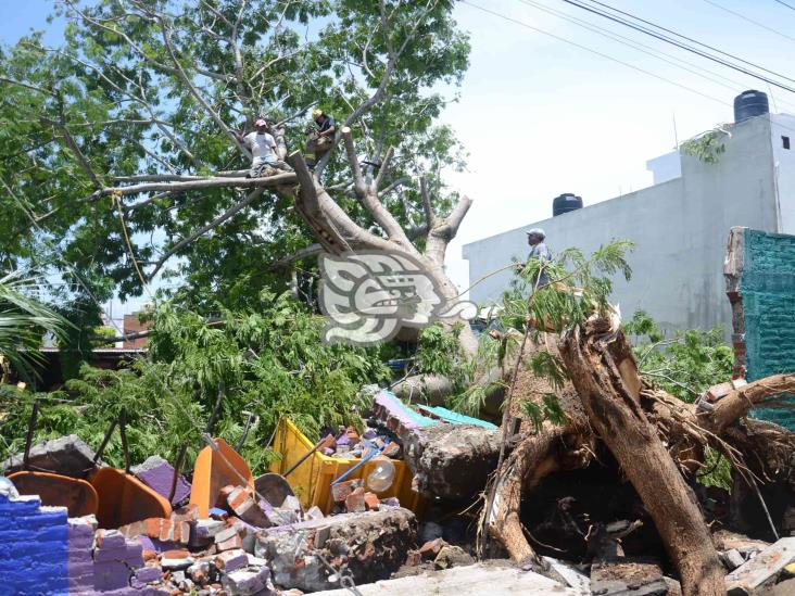 Lluvias en puerto de Veracruz deja como saldo un árbol caído y varios daños