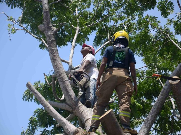 Lluvias en puerto de Veracruz deja como saldo un árbol caído y varios daños