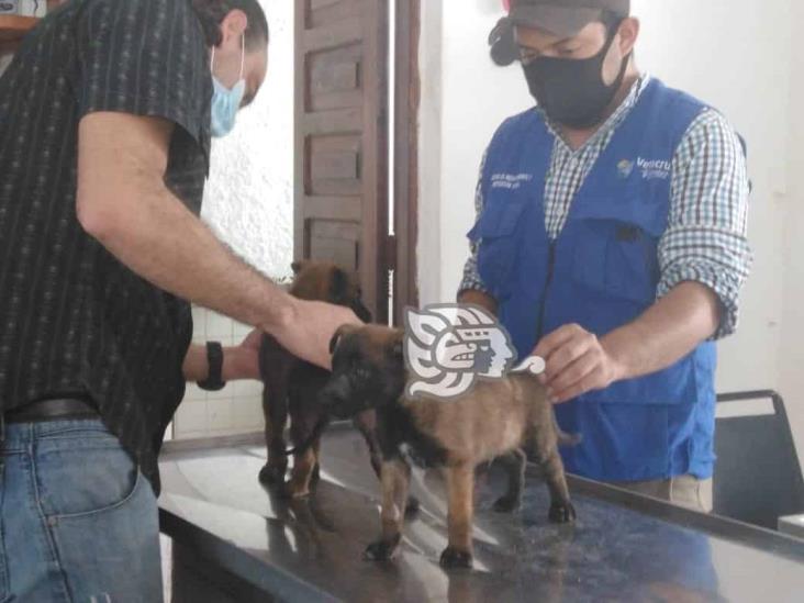 Autoridades rescatan a cachorros que serían comercializados ilegalmente