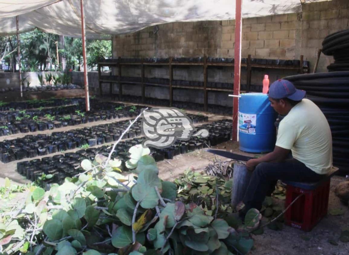 Logran mayor producción de plantas en viveros de Coatzacoalcos