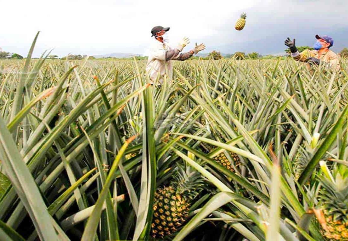 Piña veracruzana conquista países de Asia, Europa y América