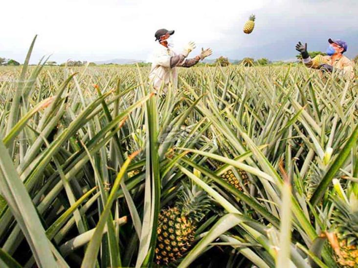 Veracruz, el gigante nacional en producción de piña