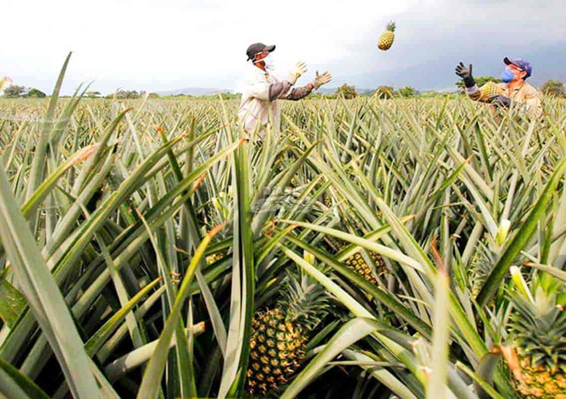 Veracruz, principal productor de piña con 75 por cierto