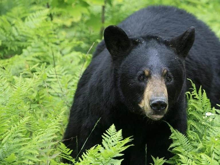 Profepa ordena investigación por la castración de oso de Chipinque